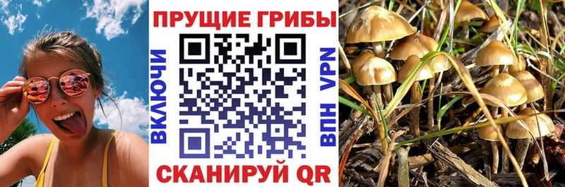 Купить где  Алейск  Псилоцибиновые грибы Psilocybe 